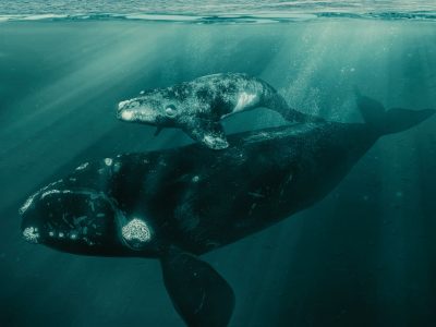 Last of the Right Whales