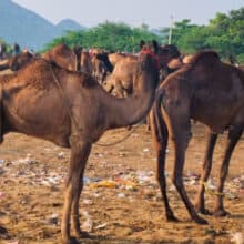 Scientists stunned by disturbing discoveries during autopsies of dead camels: ‘The most surreal thing in the world’