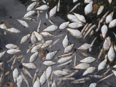 Fish Kill in Biscayne Bay: A Report and a Plan