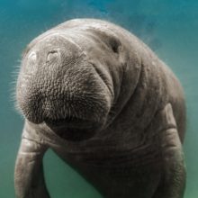 Florida’s state marine mammal, the manatee, is falling prey to plastics