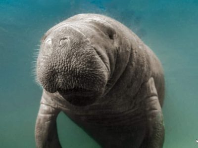 Florida’s state marine mammal, the manatee, is falling prey to plastics