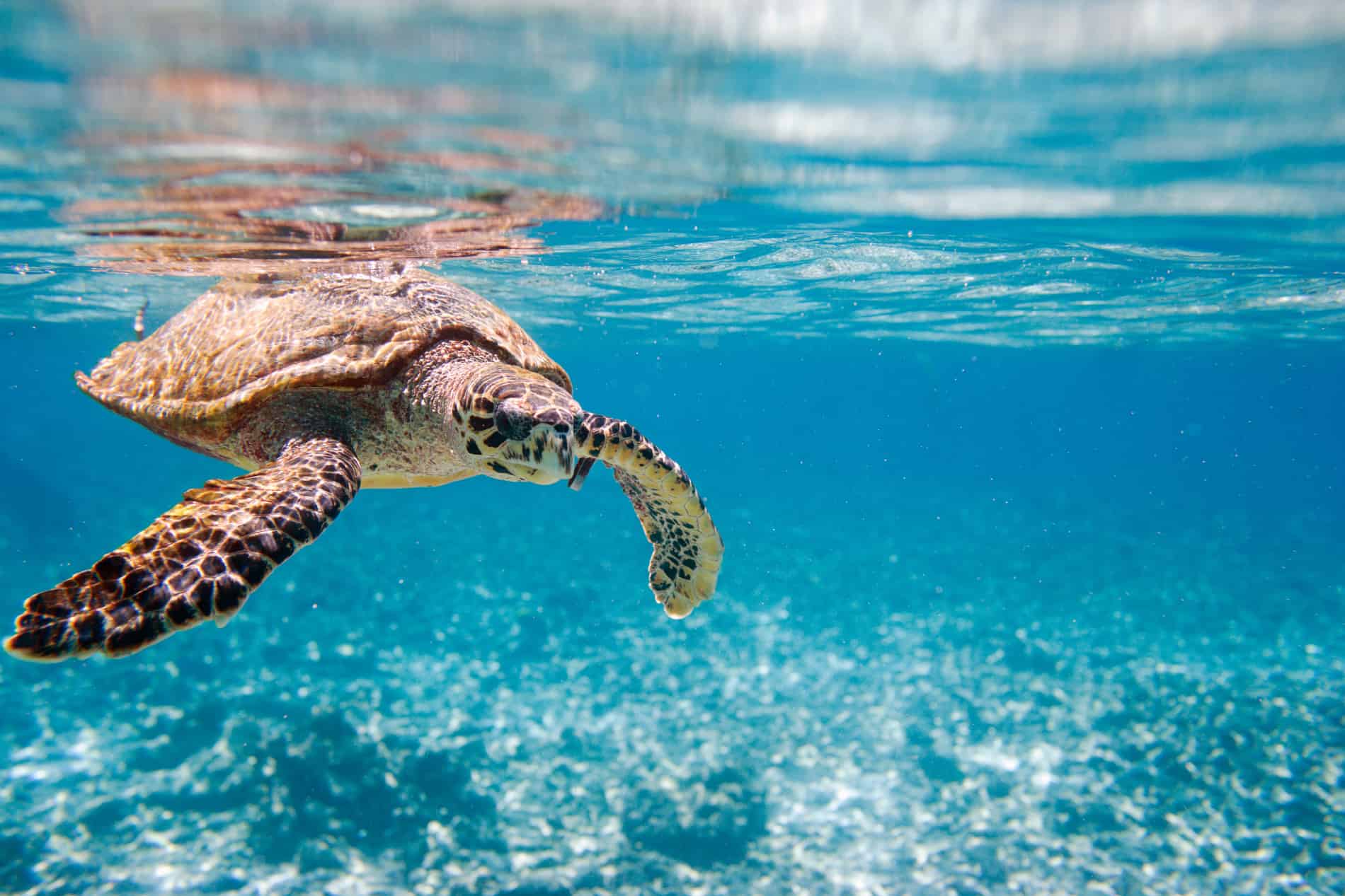Save our sea turtles from plastic polution