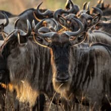 Safari officials issue warning after disturbing find during autopsy of dead wildebeest: ‘[It’s] truly disgusting’