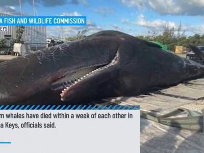 2 Dead Sperm Whales Found Beached in Florida Keys in One Week